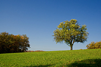 impression_birnbaum.jpg
