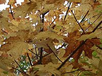 impression_herbstblatt.jpg