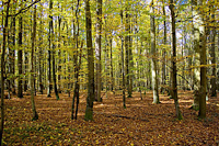 impression_naturwald.jpg