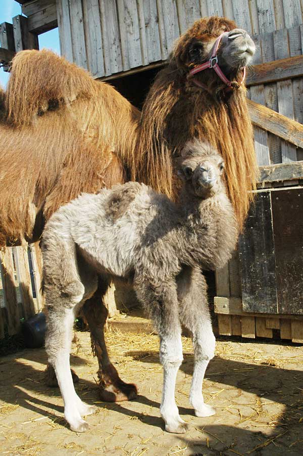 kamel-mit-mama_web