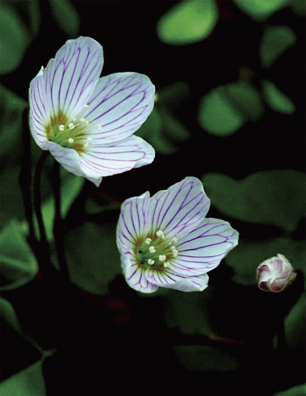 pflanzensammler_03