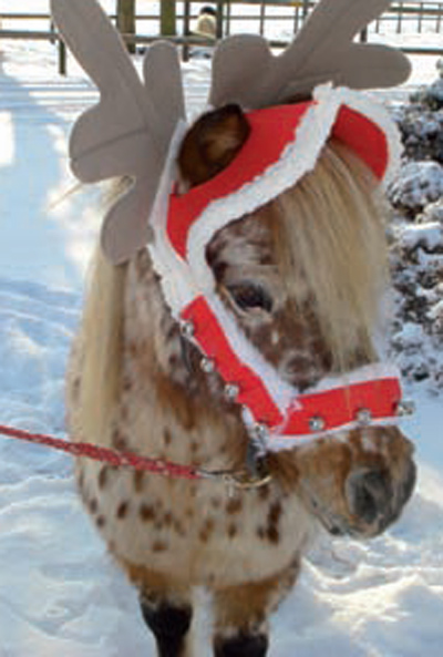 weihnachtspony