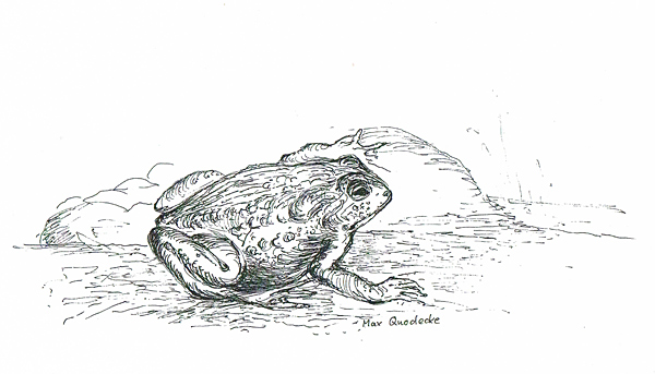 frosch_bretscher_web