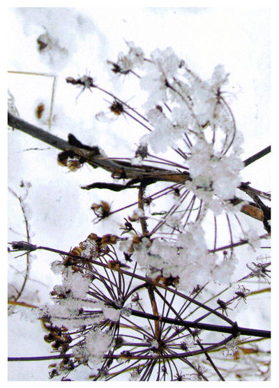 winterbidneu_web winterbidneu_web