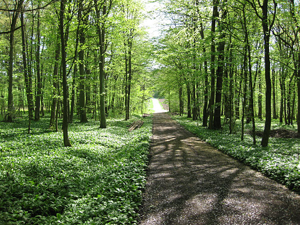 baerlauch_1 baerlauch_1
