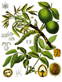Active Image