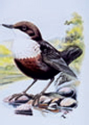 Active Image