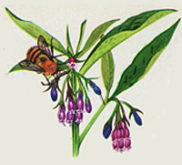 Active Image