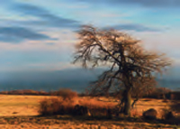 baum Active Image
