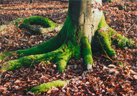 natur03 Active Image